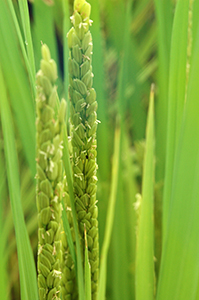 作物研で育成した食用米との識別が容易な飼料用・加工用米「モミロマン」。