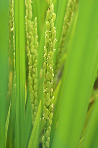 発芽玄米に適した巨大胚水稲品種「はいみのり」。