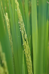 フィリピンの国際稲研究所で育成され、「緑の革命」で栽培された多収品種「IR8」。