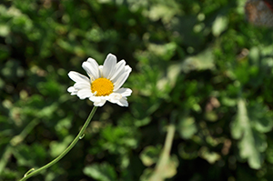 「ジョチュウギク」の白い花。
