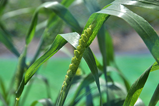 出穂期となった小麦の遺伝研究でよく用いられる「Chinese Spring」