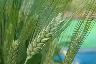 開花期となった中生のパスタ用デュラム小麦「Dulio」