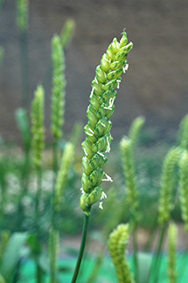 開花期となった小麦の遺伝研究でよく用いられる晩生の「Chinese Spring」