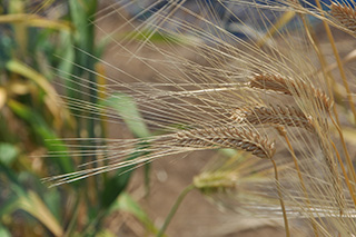 極早生の飼料用大麦「ワセドリ二条」