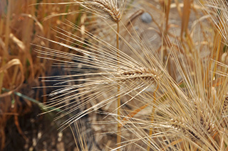 関東地域で作られている短稈で縞萎縮病抵抗性の精麦用六条大麦「シルキースノウ」
