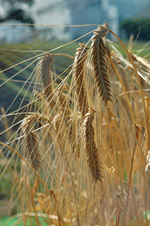 実用品種としては日本の二条性裸麦で関東以西に適する精麦品種「ユメサキボシ」
