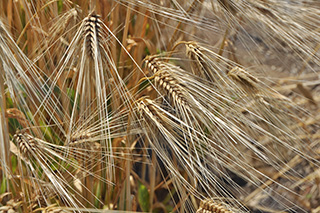 関東地域を中心に作付けされている精麦用六条大麦品種「シュンライ」