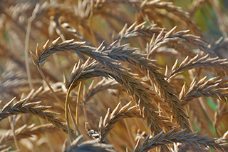 晩生の飼料用二条大麦で、稈長は高いが倒れにくく、ホールクロップサイレージ用として栽培されている「ムサシボウ」