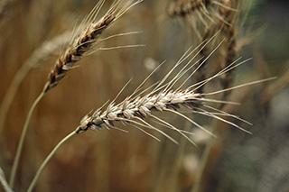 稈長が長く倒伏しやすいが、穂発芽や赤カビ病に比較的強いめん用小麦「農林61号」