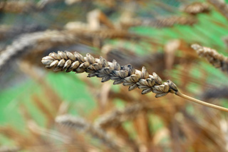 小麦の遺伝研究で良く用いられる芒が短い品種「Chinese Spring」