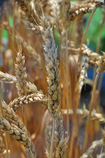 2006年に育成され、製粉歩留まりと収量が高く、めん色と食感に優れる生産量日本一の小麦品種「きたほなみ」