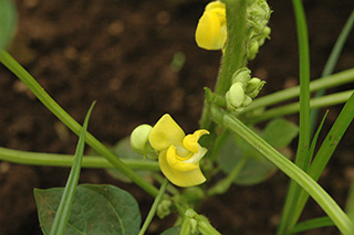 「アズキ」の黄色の花