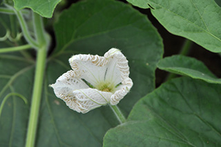 白い花の「ユウガオ」