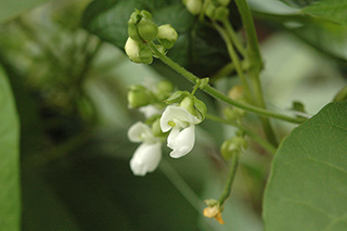 白い花が咲く「インゲンマメ」