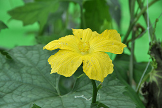 大きな黄色の花の「ヘチマ」