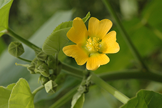 アオイ科の「ボウマ」の濃黄色の花
