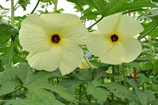 アオイ科の「トロロアオイ」のクリーム色の花