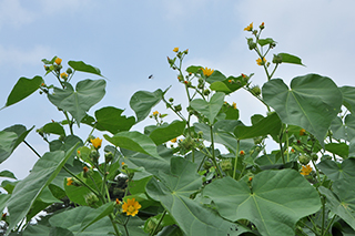 インド原産で麻袋に使われるアオイ科の「ボウマ」の黄色の花が咲き揃っています。