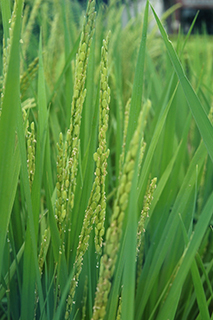 全国での作付面積は2番目に多く、宮城県古川農業試験場で育成された耐冷性が強い水稲品種「ひとめぼれ」。