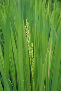作物研育成の低アミロース米で、米飯の粘りが強い「ミルキークイーン」。