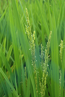 1973年に育成されたうるち米で宮中でのお手植えに使用される「ニホンマサリ」。