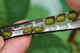 別名「青小豆」で「もやし(種子)」の原料として利用される「リョクトウ」の緑色の実。