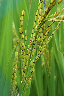 アジア稲とアフリカ稲の種間雑種から育成された香りの良い「ネリカ米Bonfani」。