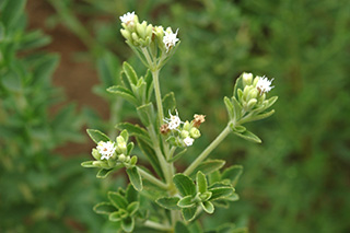甘味料として使われるキク科の「ステビア」の白い花が咲いています。