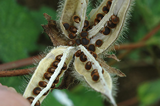 茶褐色の「トロロアオイ」の種子。