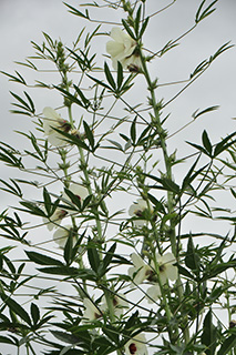 アオイ科の「ケナフ」の薄クリーム色の花が咲き揃っています。
