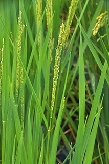 胚が大きい品種で、発芽玄米にするとギャバが多く発生する「はいみのり」。