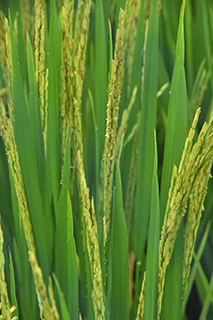 国際稲研究所育成で現在、世界で最も多く栽培されている品種「IR64」。