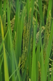 作物研で育成した食用米との識別が容易な超多収の飼料用・加工用米「モミロマン」。