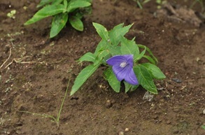 根にサポニンを多く含み、生薬として使われる「桔梗」の紫色の花が咲き始めました。