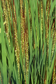ポリフェノールの赤色色素が赤飯や赤酒に利用でき、穂は赤い長い野毛が美しい観賞用稲としても利用できる赤米「ベニロマン」。
