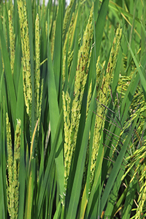 フィリピンの国際稲研究所で育成され、熱帯アジアで「緑の革命」をもたらした多収品種「IR8」。