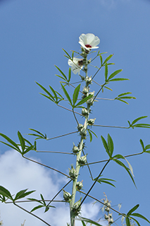 アオイ科の「ケナフ」の薄クリーム色の花が咲き残っています。