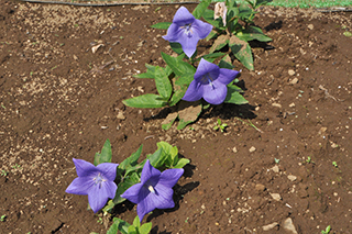 根にサポニンを多く含み、生薬して使われる「桔梗」の紫色の花が咲き揃いました。