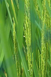 パキスタンなど熱帯アジアの高級米で、インド型細長粒の香り米品種「Basmati370」。
