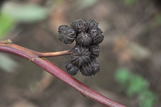 茎が麻袋に使われるシナノキ科の「コウマ」の黒紫色の実。