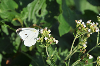 茎葉を甘味料やハーブとするキク科の「ステビア」の白い花が咲き揃っています。