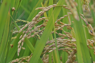 1973年に育成されたうるち米で、宮中でのお手植えに使用される「ニホンマサリ」。