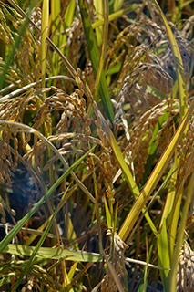 山形県を始めとして全国での栽培面積が第6位で、倒伏に強く良食味の水稲品種「はえぬき」。