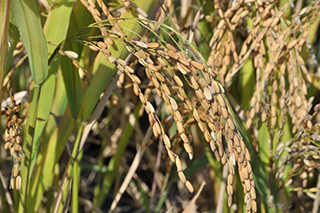 アジア稲とアフリカ稲の種間雑種から育成された香りの良い「ネリカ米Bonfani」。