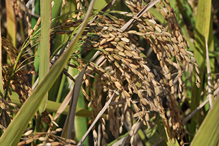 アジア稲とアフリカ稲の種間雑種から育成されたアフリカ向きの「ネリカ米Keah」。