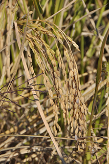 インド型イネ品種の交配により作物研で育成され、収量が極めて高く、飼料用や米粉用に適した「タカナリ」。