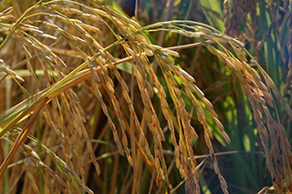 国際稲研究所育成で現在、世界で最も多く栽培されている品種「IR64」。