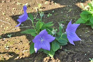 根にサポニンを多く含み、生薬として使われる「桔梗」の紫色の花が咲き残っています。