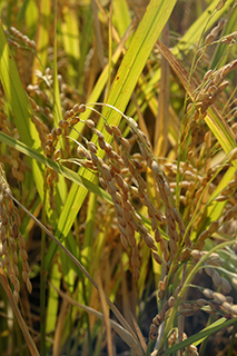 胚が大きい品種で、発芽玄米にすると機能性成分のギャバ(γ-アミノ酪酸)が多く生成する「はいみのり」。