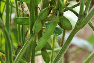 マメ科の「クロダイズ」は、まだ枝豆の状態です。